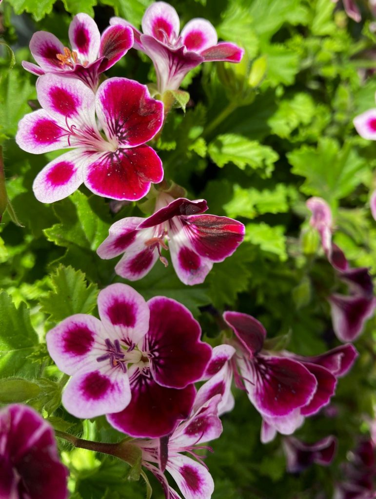 a bunch of flowers that are in the grass