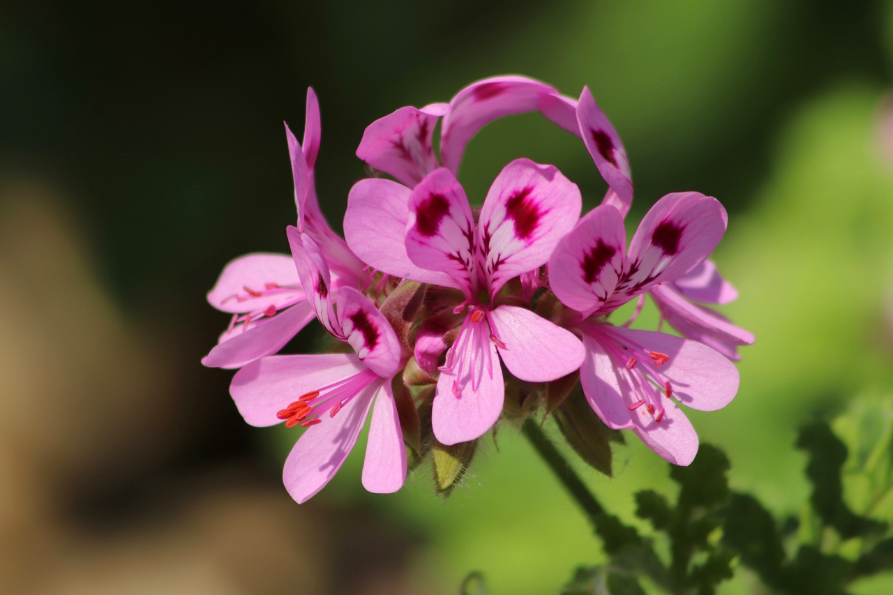 rose geranium, pelargonium, geranium